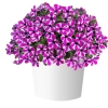 Petunia Capella 'Magenta Diamond' – sadzonka