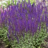 Szałwia omszona 'Caradonna'