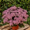 Rozchodnik 'Cloud Walker' – Sedum, Hylotelephium