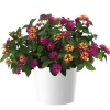 Lantana camara Gem™ 'Diva Pink' – lantana, sadzonka