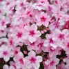 Phlox Early® Pink sadzonka