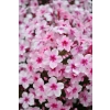 Phlox Early® Pink kwiaty
