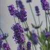Lawenda 'Elegance Purple' – wyjątkowo aromatyczna odmiana sadzonka