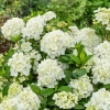 Hortensja hybrydowa 'Fairytrail® White' – kaskadowe kwiaty
