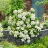 Hortensja hybrydowa 'Fairytrail® White' – kaskadowa biała hortensja, sadzonka