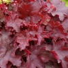 Żurawka 'Fire Chief' – Heuchera, sadzonka