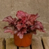 Żurawka 'Fire Chief' – Heuchera, sadzonka w doniczce