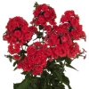 Floks wiechowaty 'Flame® Red' – Phlox paniculata, sadzonka