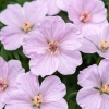 Geranium Frivolius Pink – bylina o intensywnie różowych kwiatach z bliska