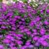 Geranium Frivolius Purple – bylina okrywowa w ogrodzie