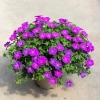 Geranium Frivolius Purple – bylina okrywowa