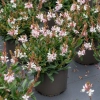 Gaura Lindheimera Graceful Blush – biało-różowa bylina, sadzonka