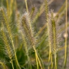 Rozplenica japońska 'Gelbstiel' – Pennisetum, piórkówka kłosy
