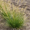 Rozplenica japońska 'Gelbstiel' – Pennisetum, piórkówka
