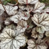 Żurawka 'Glitte'r – Heuchera, sadzonka