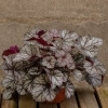 Żurawka 'Glitte'r – Heuchera, sadzonka na stole
