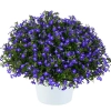 Lobelia 'Glow™ Blue Volt' – lobelia fioletowoniebieska, sadzonka