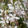 Gaura ‘Graceful White’ – biała, zwiewna, długo kwitnąca bylina zbiżenie
