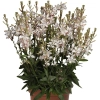 Gaura ‘Graceful White’ – biała, zwiewna, długo kwitnąca bylina