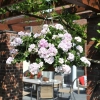 Pelargonia bluszczolistna Great Balls of Fire™ White Atlantic w doniczce