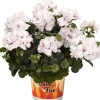 Pelargonia bluszczolistna Great Balls of Fire™ White Atlantic – sadzonka