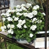 Pelargonia Green Idols White – śnieżnobiałe kwiaty
