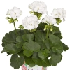 Pelargonia Green Idols White – śnieżnobiałe kwiaty i silny wzrost