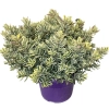Hebe Outdoor ‘Variegata’ – zimozielony krzew o biało-zielonych liściach