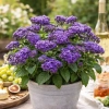 Heliotropium arborescens 'Marine' – heliotrop, sadzonka