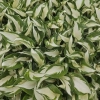 Funkia 'Fire and Ice' – biało-zielona hosta do cienia