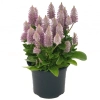 Ptilotus exaltatus 'Joey' – egzotyczna roślina sezonowa, sadzonka