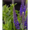 Przetacznik 'Lancita Blue'