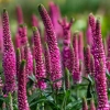 Przetacznik mieszańcowy 'Lancita Pink' kwiaty