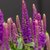Przetacznik mieszańcowy 'Lancita Purple' kwiaty