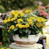 Lantana 'Calippo Gold' – żółta lantana, sadzonka