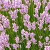 Lawenda wąskolistna 'Rosea' – różowa, pachnąca lawenda
