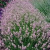 Lawenda wąskolistna 'Rosea' – mrozoodporna lawenda