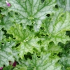 Żurawka Lime Swizzle – Heuchera, sadzonka