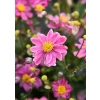 Zawilec hupeheński 'Little Breeze Sweet' – Anemone