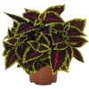 Koleus 'Main Street® Alligator Alley'