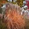 Miskant chiński 'Malepartus' – w ogrodzie