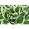 Funkia Minute Man – hosta sadzonka