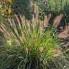 Rozplenica japońska 'National Arboretum' – Pennisetum, piórkówka