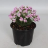 Zawciąg jałowcolistny New Zealand Form – Armeria, sadzonka