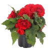 Begonia 'Nonstop® Red' – begonia bulwiasta, sadzonka