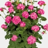Pelargonia pnąca  'Antik Pink' – różowe kwiaty