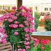 Pelargonia pnąca  'Antik Pink' – różowe kwiaty na drabince