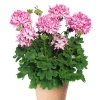 Pelargonia rabatowa 'Fireworks® Pink' – różowe gwiazdkowe kwiaty