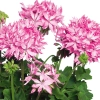 Pelargonia rabatowa 'Fireworks® Pink' – gwiazdkowe kwiaty