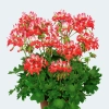Pelargonia rabatowa 'Fireworks® Red-White' – czerwono-białe gwiazdkowe kwiaty